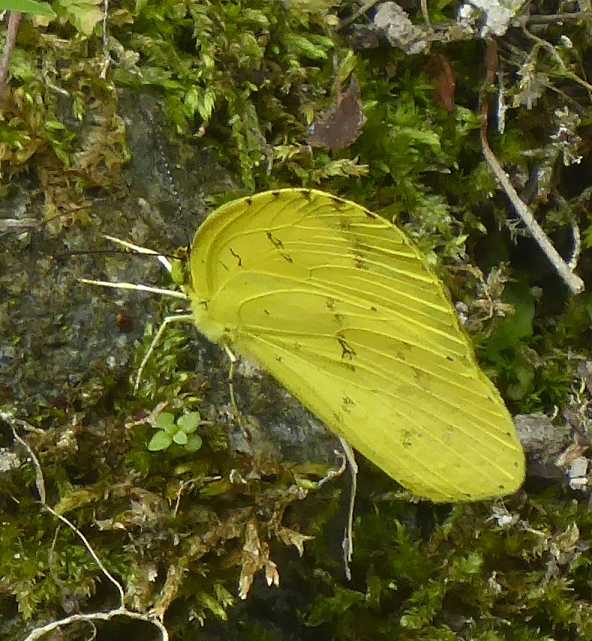Eurema mandarina Eurema mandarina